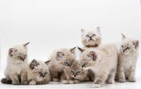 Renrasiga Ragdoll kattungar 
