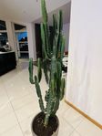 Euphorbia Trigona ’High Chaparall’ 157 cm