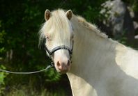 4-årigt inridet Welsh Mountainsto