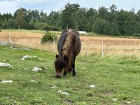 Mini Shetland sto 