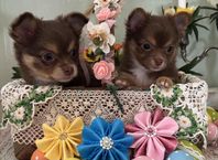 2 fina Pomchi valpar.