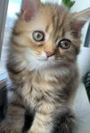 Kattunge Brittisk långhår med stamtavla