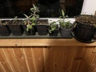 Kalanchoe plantor