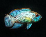 Stor Electric blue acara