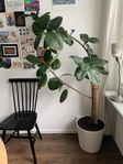 indoor tree