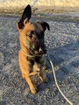 Malinois valp (tik) 