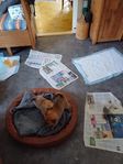 Rappomyrens kennel