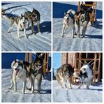 Två kastrerade Husky's