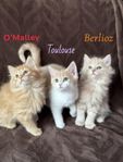kattungar 