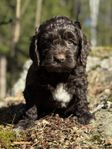 Cockerpoo valpar 