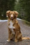 Nova scotia duck tolling retriver valpar