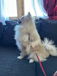 Pomeranian & spitz 
