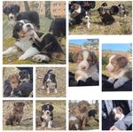 Valp blandras Miniatur American Shepherd 