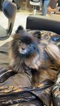 pomeranian tik 1 år 