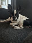 fransk bulldog 
