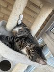 Omplacering katt