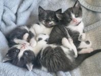 Sociala kattungar.