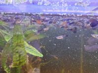 10 st Guppy red tuxedo tricolor 