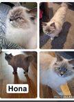 honkatt ragdoll 