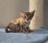 Ocicat - en svartspotted hane kvar