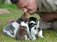 Terrier brasileiro-valpar levklara i juni! 