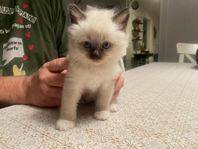 2 hanar söker hem! Ragdoll