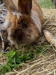 Blandras hane Teddy/Angora