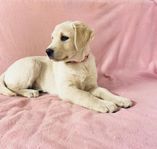 Labrador blandras tikvalp 