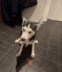 siberia husky