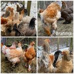 Brahma avelsägg