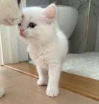 Brittisk långhår/raggdoll kattungar