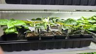 Chiliplantor 
