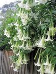 frön till olika blommor