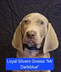 Weimaraner, korthår