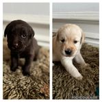 Labrador valpar 
