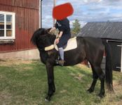 Fantastiskt sto söker sitt föralltid hem
