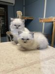Ragdoll kattungar