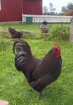 Australorps tupp svart