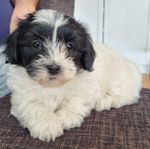 BICHON HAVAISTIK