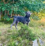 Hanhund 3 år