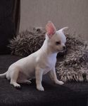 Chihuahua hane