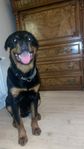 serbisk rottweiler 