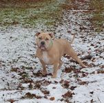 American bully exotic med stamtavla 