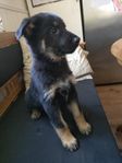 schäfer/labrador valp