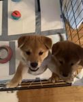 Shiba inu valpar med stamtavla