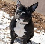 American Bully Tik halvfoder 