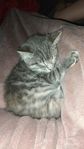 katt
