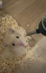 Guldhamster