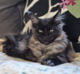 Maine Coon kattungar, säljes till sällskap.