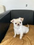 Skk-reg Chihuahua killar